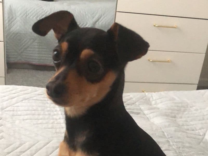 Milo primary photo
