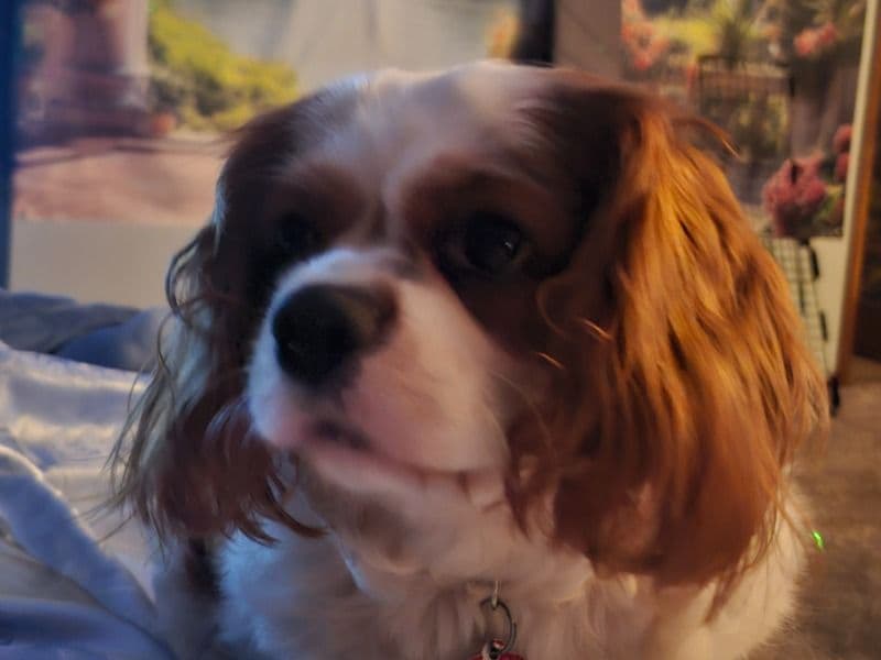 Cavalier King Charles Spaniel 4 years 2 months old female medium named Tsara for breeding in Lake County, Indiana | Petmeetly