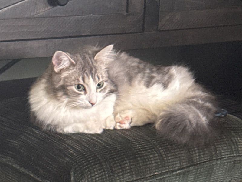 Munchkin 1 year 6 months old female named Rayne for breeding in Leduc County, Alberta | Petmeetly