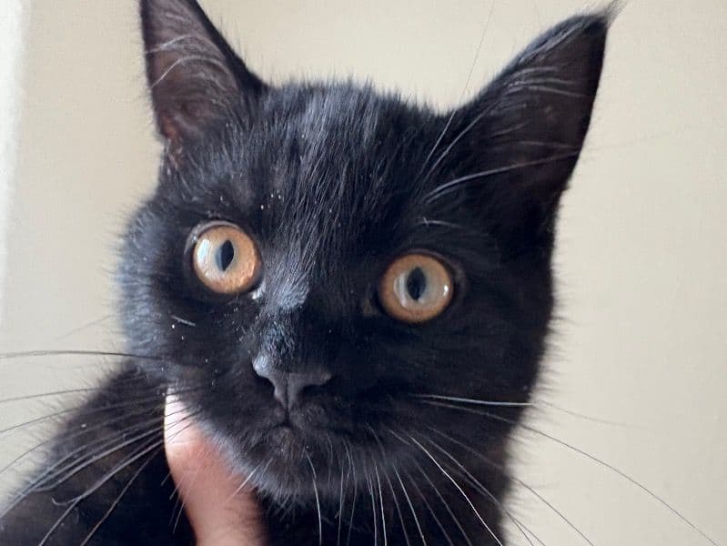 British Shorthair 7 months old male named Goblin for sale in Conwy Principal Area, Wales | Petmeetly