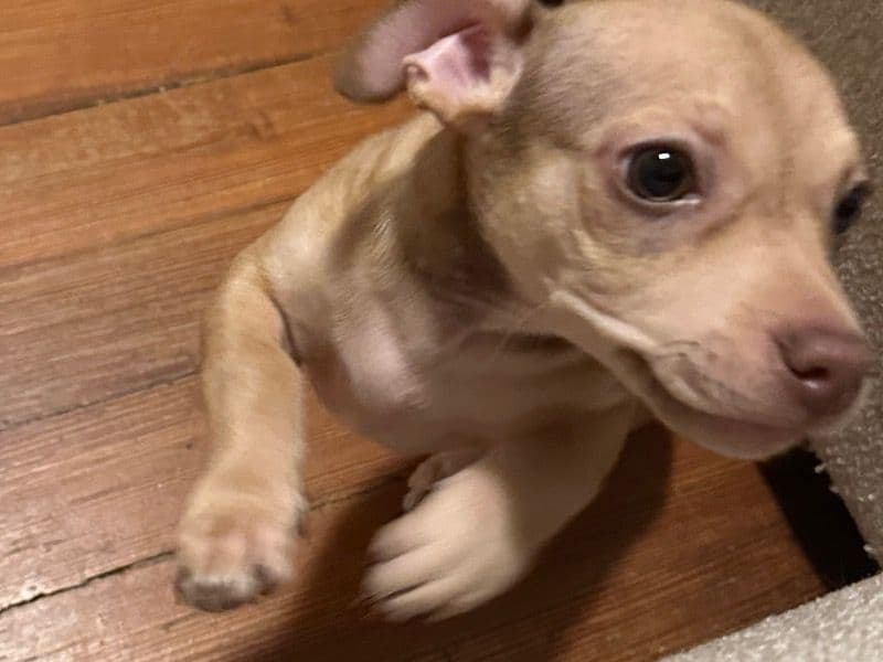 Chihuahua 4 months old male small named Jubi for sale in Plymouth County, Massachusetts | Petmeetly