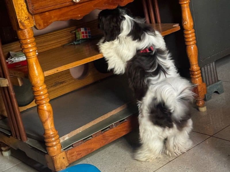 Shih Tzu 2 years 2 months old male medium named Leo for breeding in Tenali, Andhra Pradesh | Petmeetly