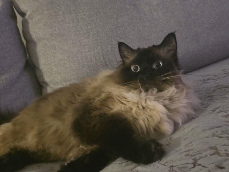 Balinese 4 years 4 months old female named Layla for adoption in Calgary, Alberta | Petmeetly