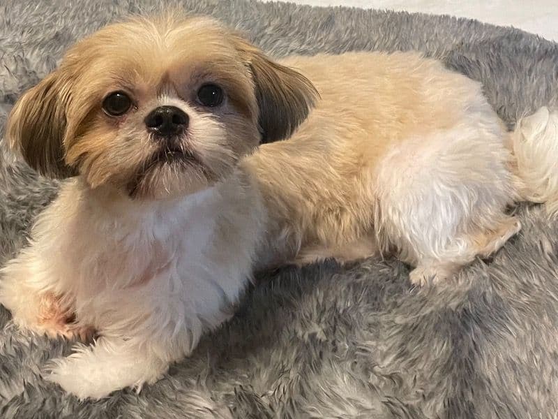 Shih Tzu 1 year 5 months old female small named Sadie for breeding in St. Lucie County, Florida | Petmeetly