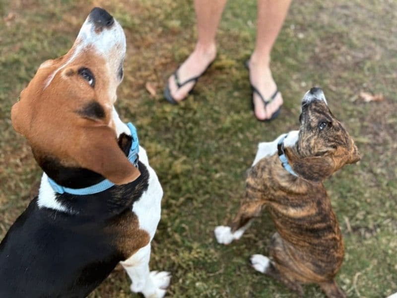 American Foxhound 2 years 5 months old male medium named Milo for adoption in Bell County, Texas | Petmeetly