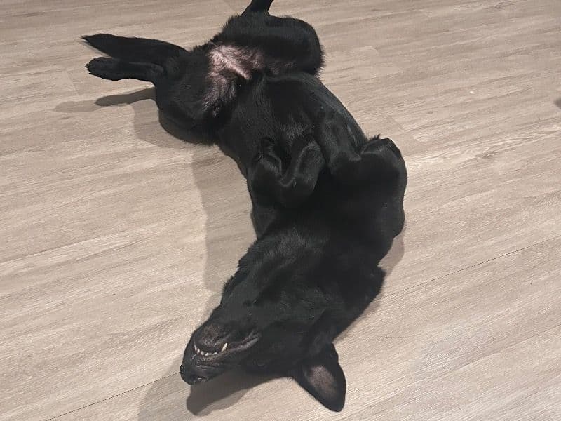 Black German Shepherd 3 years 9 months old female large named Persephone for breeding in Fort Hood, Texas | Petmeetly