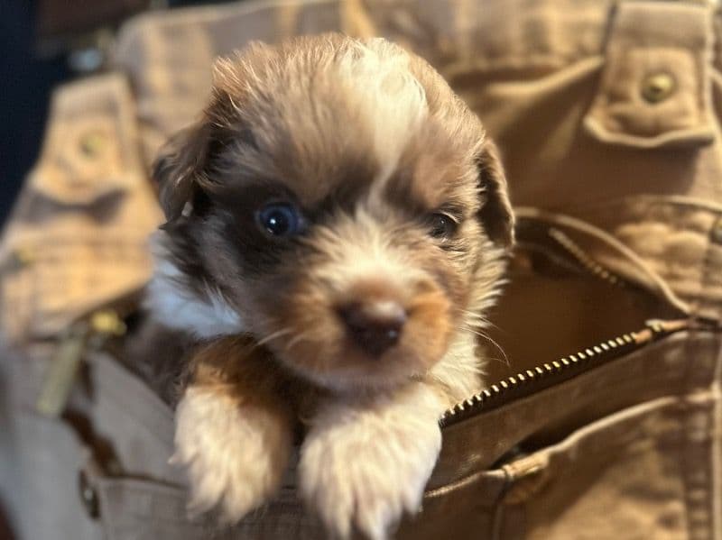 Miniature American Shepherd 1 month old male small named Roscoe for sale in Jackson County, Georgia | Petmeetly