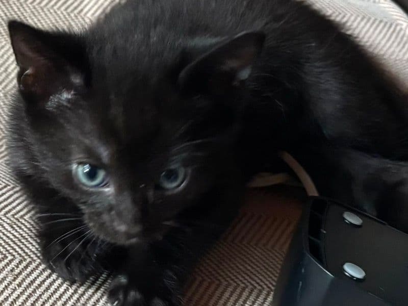 Male Kitten #2 - American Shorthair | Petmeetly