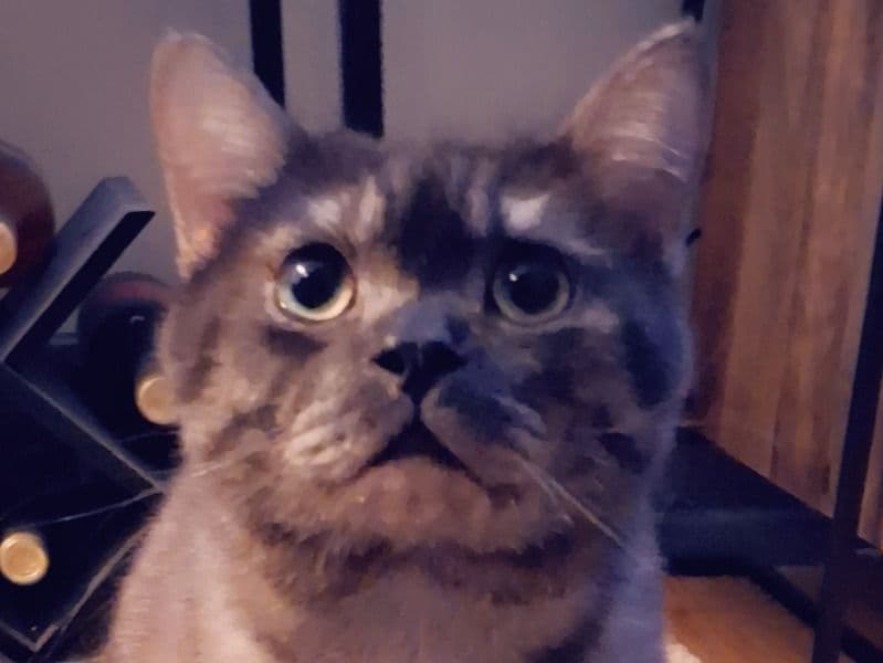 Koshka primary photo