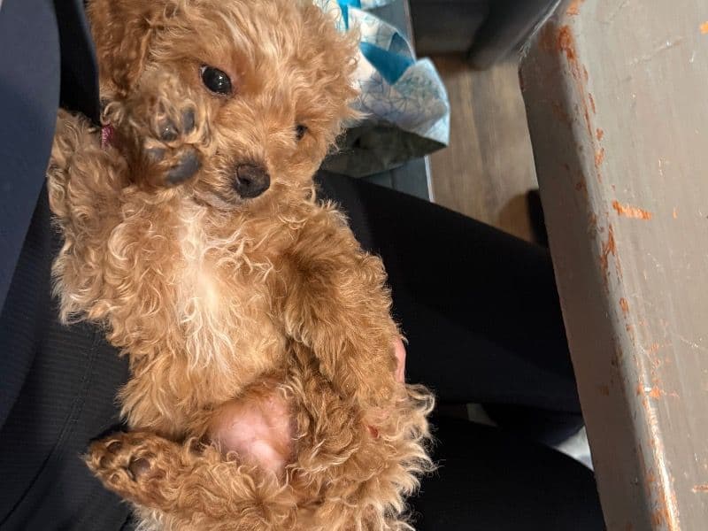 Toy Poodle 2 months old male small named Blondie for sale in Anchorage Municipality, Alaska | Petmeetly