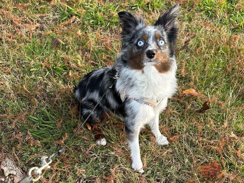 Australian Shepherd 1 year 1 month old male small named Bentley for breeding in Collin County, Texas | Petmeetly
