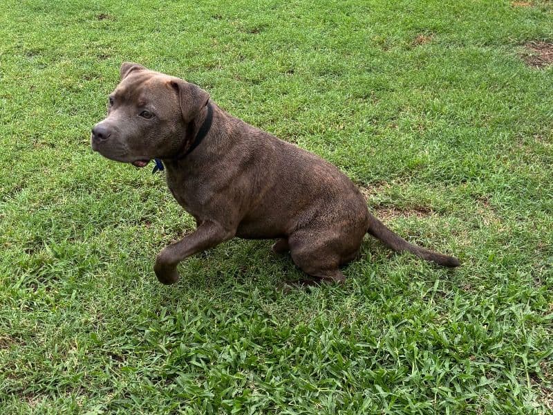Staffordshire Bull Terrier 10 months old male medium named Sarge for breeding in Mackay Regional, Queensland | Petmeetly