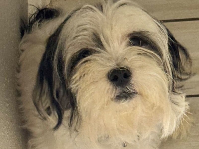 Shih Tzu 2 years old male small named Runty for breeding in Galveston County, Texas | Petmeetly