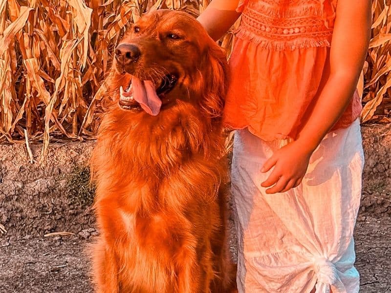 Golden Retriever 3 years old male large named Hank for breeding in Hunt County, Texas | Petmeetly