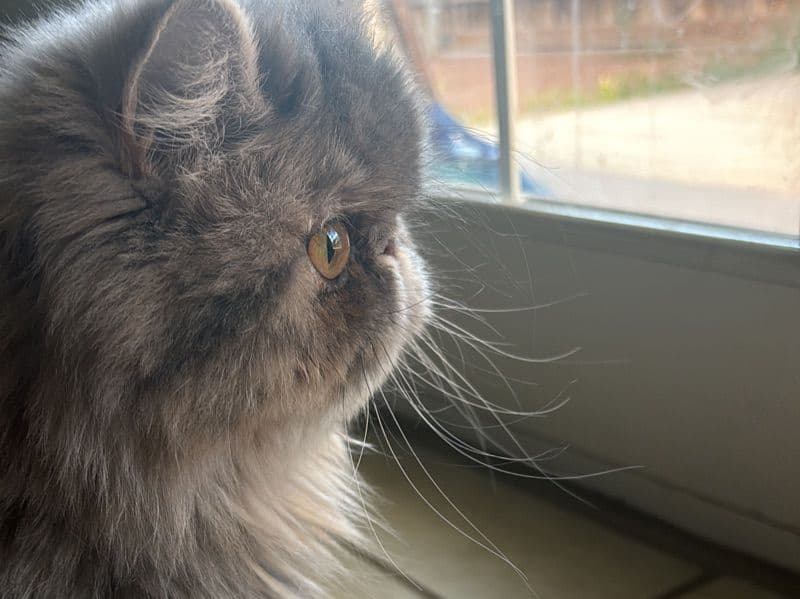 Luna primary photo