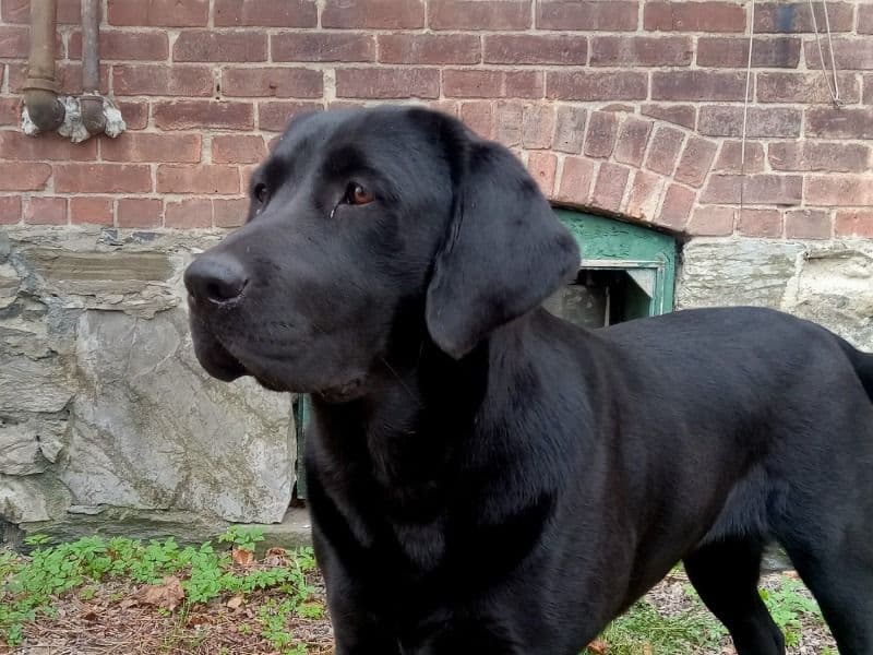 Labrador Retriever 2 years 7 months old female medium named Montana for breeding in Hoosick Falls, New York | Petmeetly