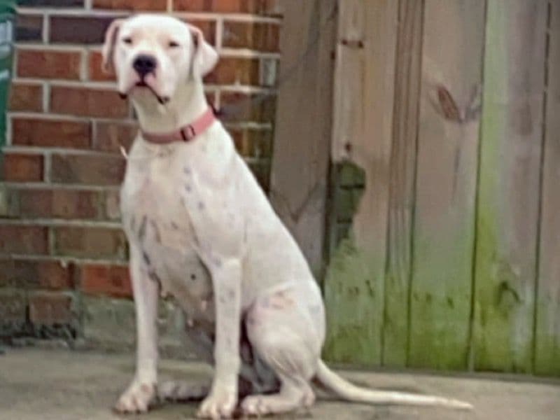 Dogo Argentino 3 years 8 months old female large named Lili for breeding in Jefferson Parish, Louisiana | Petmeetly
