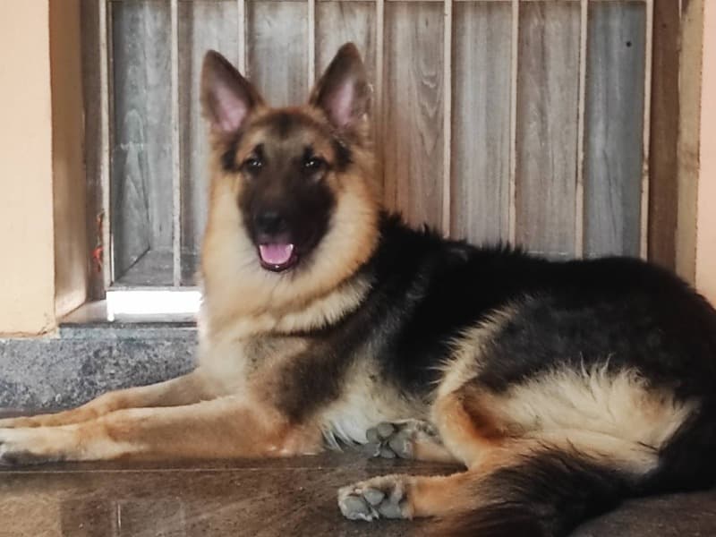 German Shepherd 4 years 6 months old male large named Juno for breeding in Kanchipuram, Tamil Nadu | Petmeetly