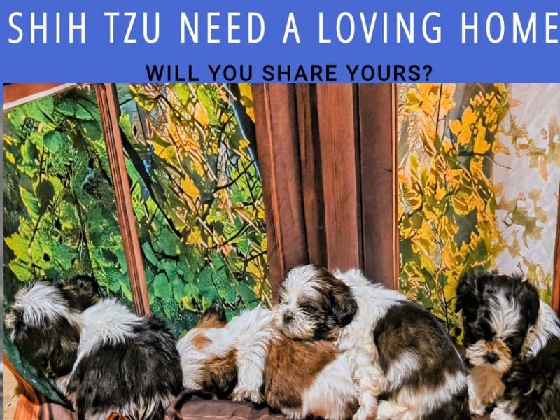 Shih Tzu 3 months old female small named Puppies for sale in Roanoke, Virginia | Petmeetly