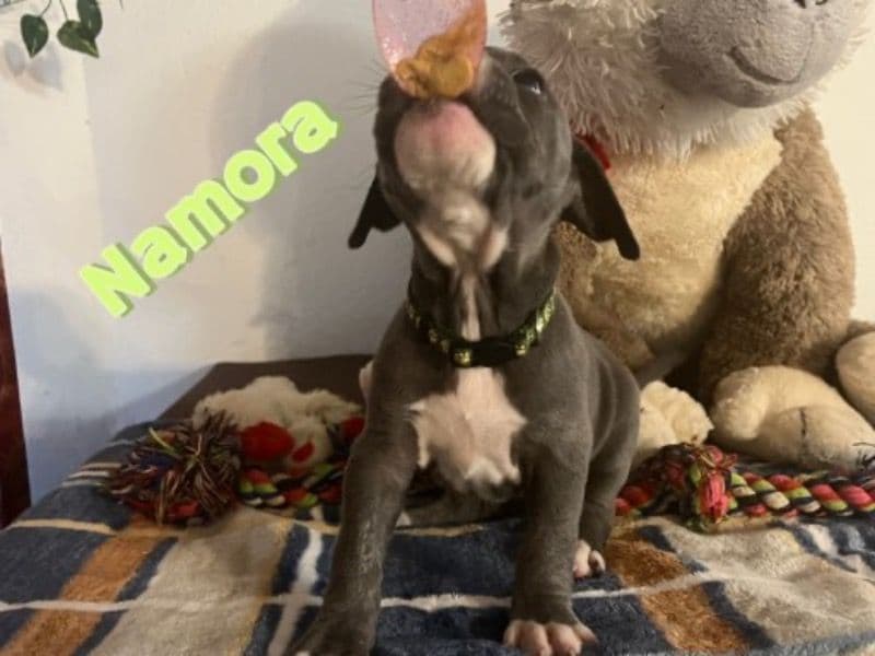 Namora primary photo