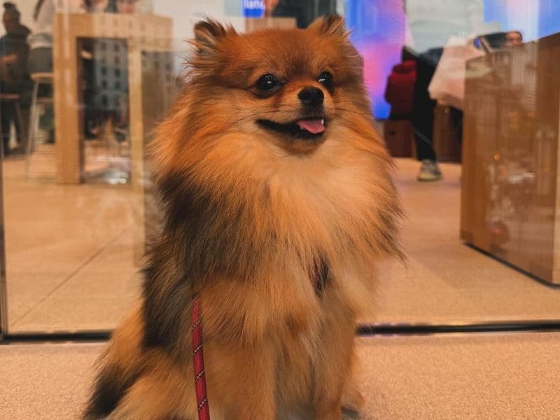 Pomeranian 3 years old male small named Mon Petit for breeding in Metro Vancouver, British Columbia | Petmeetly