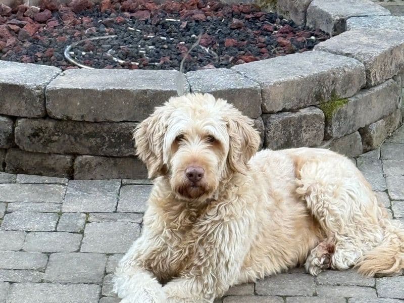 Labradoodle 8 years 4 months old male extra large named Maurice for breeding in Brentwood, Tennessee | Petmeetly