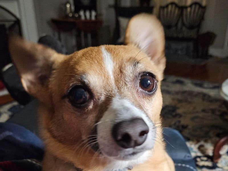 Chigi 2 years old male small named Rocky for adoption in King County, Washington | Petmeetly