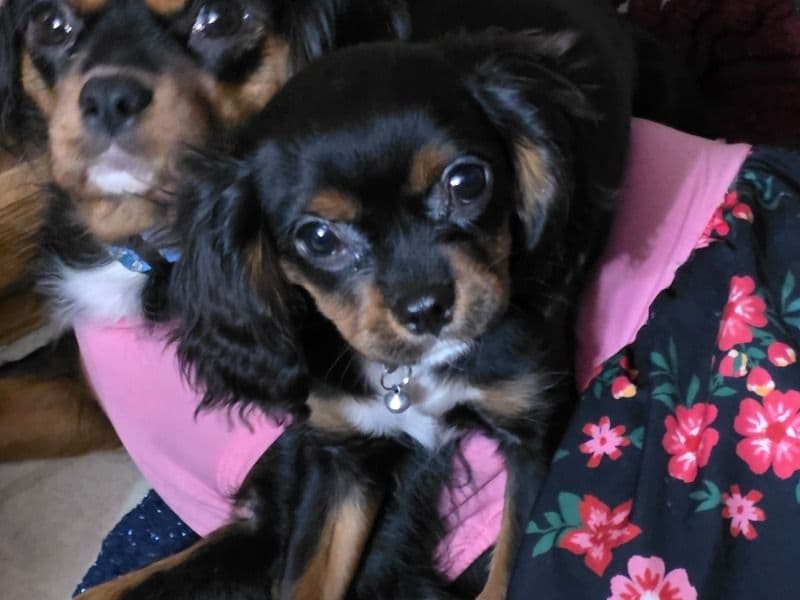 Cavalier King Charles Spaniel 3 months old male small named Nico for sale in Klickitat County, Washington | Petmeetly