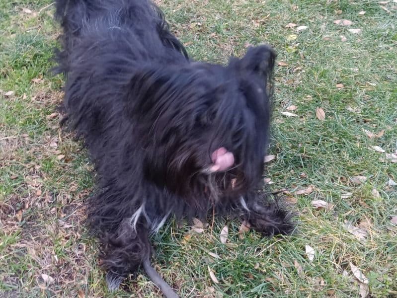 Yorkie Russell 1 year 4 months old male medium named Oreo for adoption in Suffolk County, Massachusetts | Petmeetly