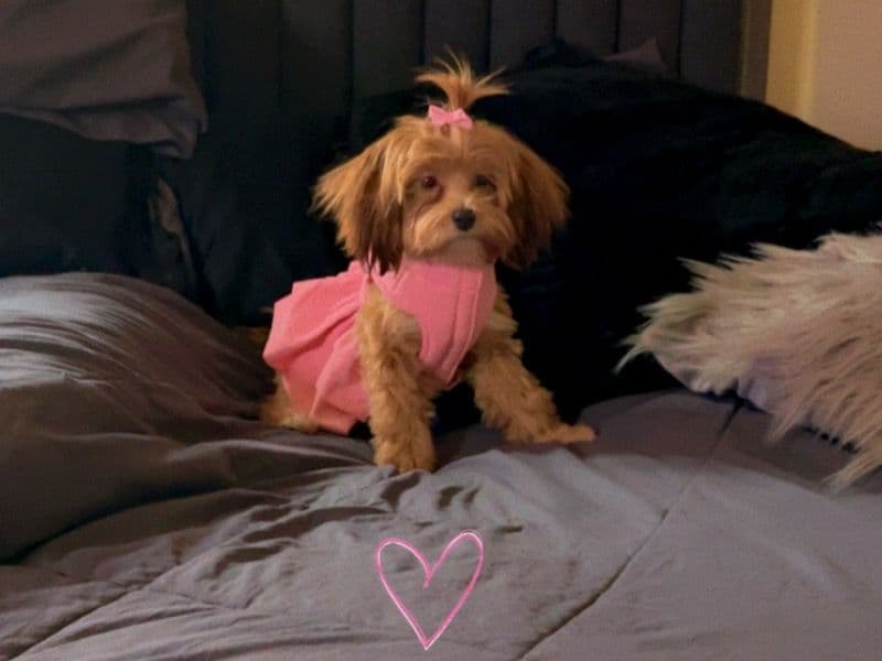 Maltipoo 1 year 5 months old female medium named Melah for breeding in Douglas County, Nebraska | Petmeetly