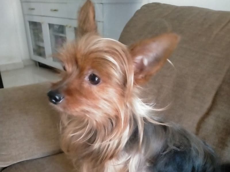 Yorkshire Terrier 4 years 9 months old male small named Oddy for breeding in कोंकण डिव्हिजन, महाराष्ट्र | Petmeetly