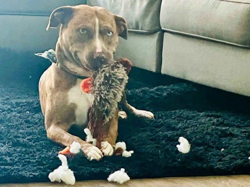 Catahoula Leopard Dog 3 years 5 months old male medium named Aquiles for breeding | Petmeetly