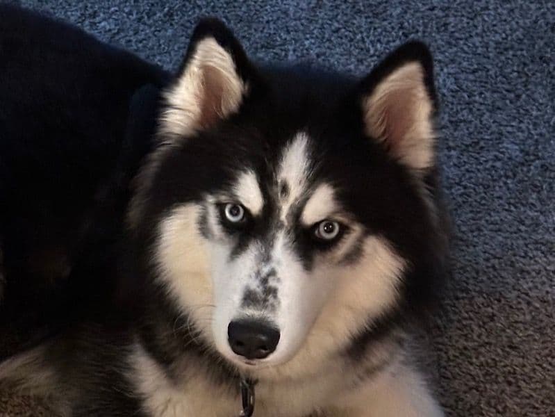 Siberian Husky 2 years 3 months old female medium named Lilith for breeding in Porter County, Indiana | Petmeetly