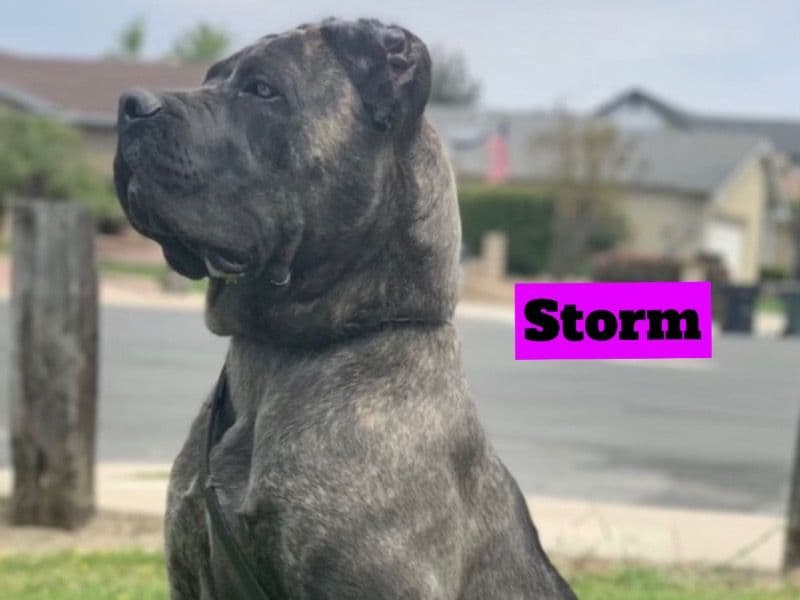 Storm primary photo
