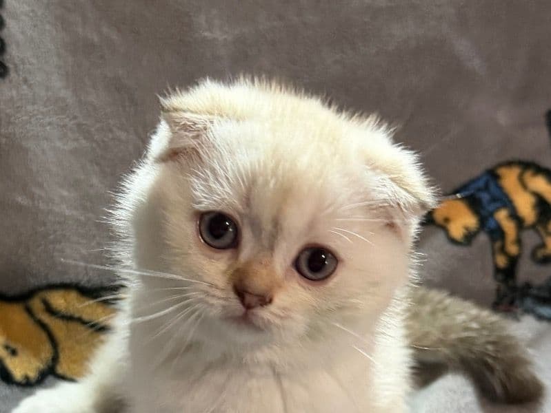 Chocolate Point - Scottish Fold | Petmeetly