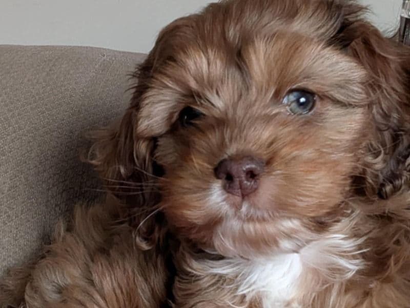 Cockapoo 10 months old male small named Tucker for breeding in Tippecanoe County, Indiana | Petmeetly