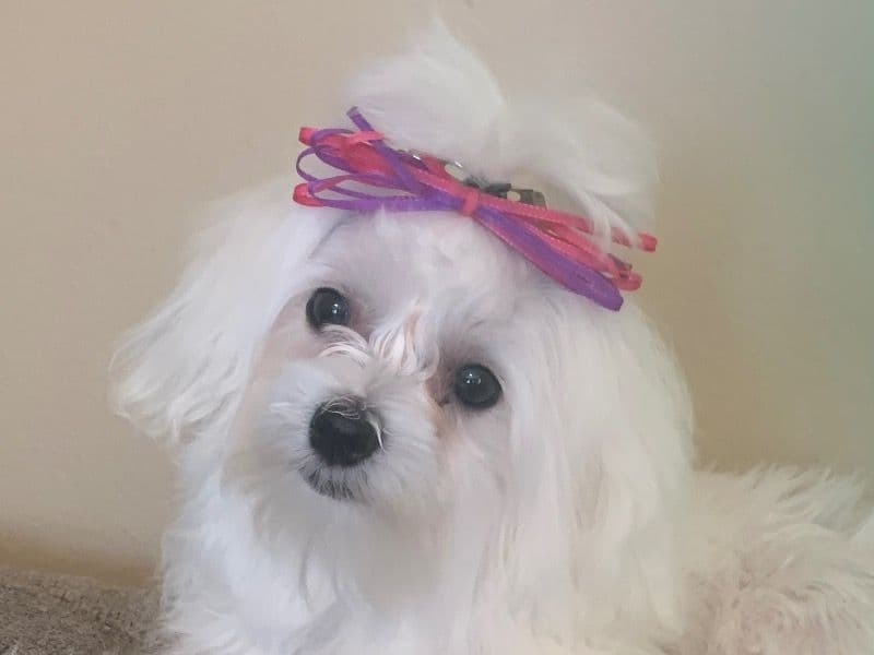 Maltese 5 years 11 months old female small named Piper for breeding in Kanawha County, West Virginia | Petmeetly