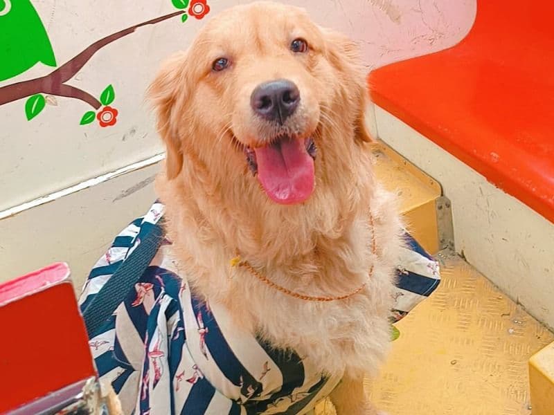 Golden Retriever 2 years 6 months old female medium named Snow for breeding in Konkan Division, Maharashtra | Petmeetly