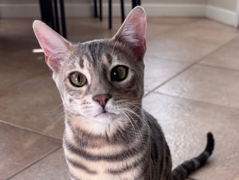 Bengal 6 months old female named Mystique for sale in San Diego County, California | Petmeetly