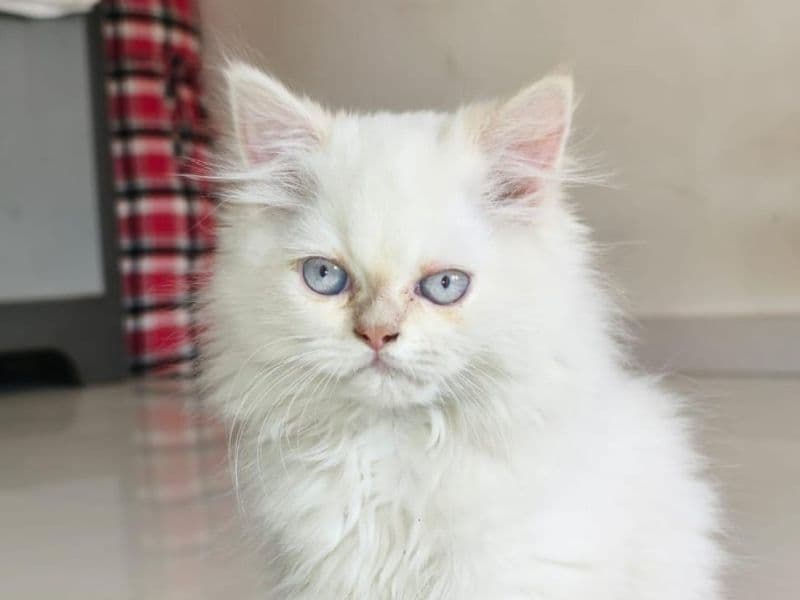 Persian 2 years 6 months old male named Sim for breeding in Pune Division, Maharashtra | Petmeetly