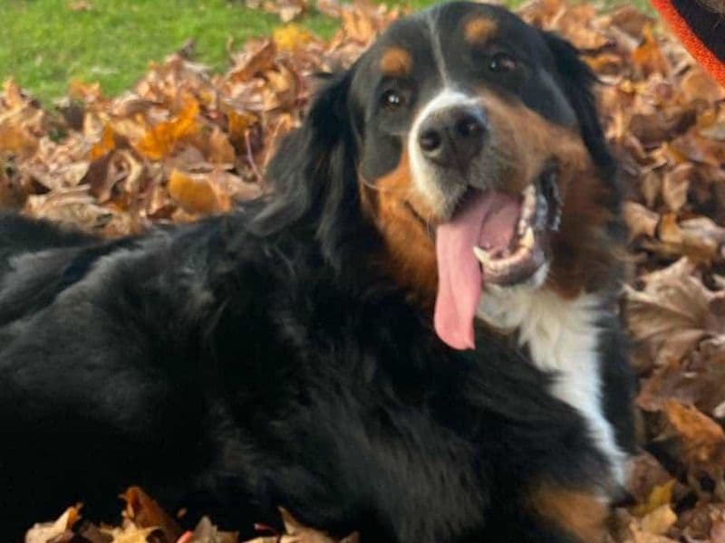 Bernese Mountain Dog 3 years old female large named Luna for breeding in Kawartha Lakes, Ontario | Petmeetly