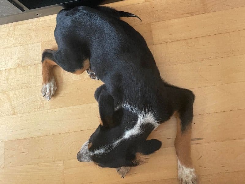 Australian Shepherd 8 months old male small named Milo for sale in St. Louis, Missouri | Petmeetly