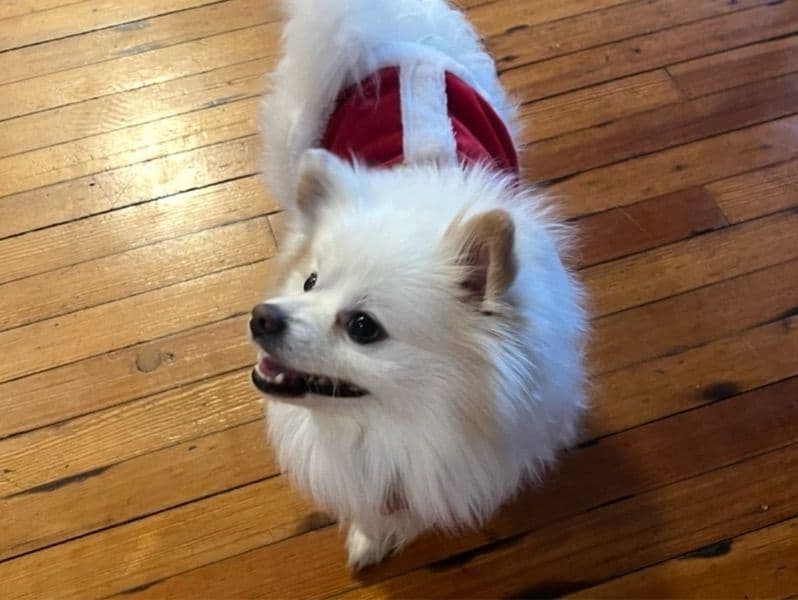 Pomeranian 4 years old male small named Auggie for breeding in Fairfield County, Connecticut | Petmeetly