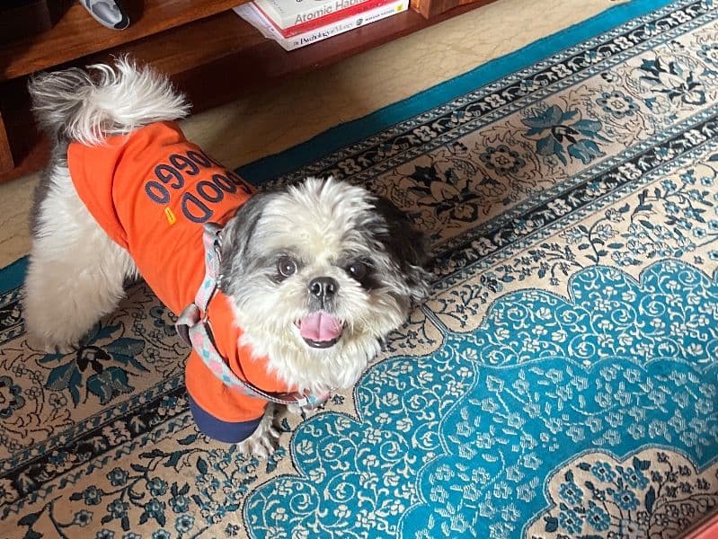 Shih Tzu 3 years old male small named Coco for breeding in Delhi Division, Delhi | Petmeetly