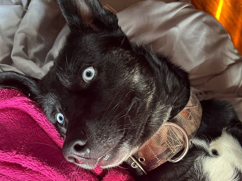 German Shepherd Husky 2 years 4 months old male medium named Apollo for breeding in Franklin County, Ohio | Petmeetly