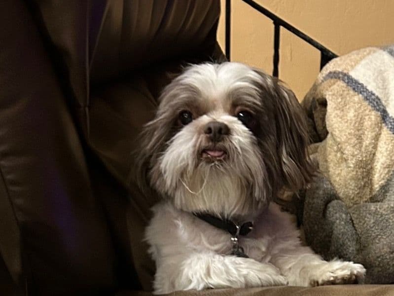 Shih Tzu 12 years 10 months old male small named Buster for breeding in Washoe County, Nevada | Petmeetly