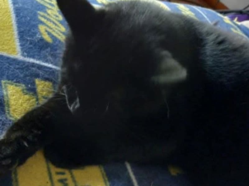 Puma primary photo