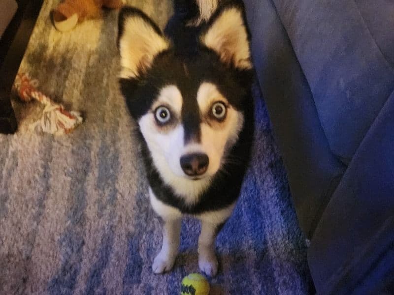 Zoey primary photo