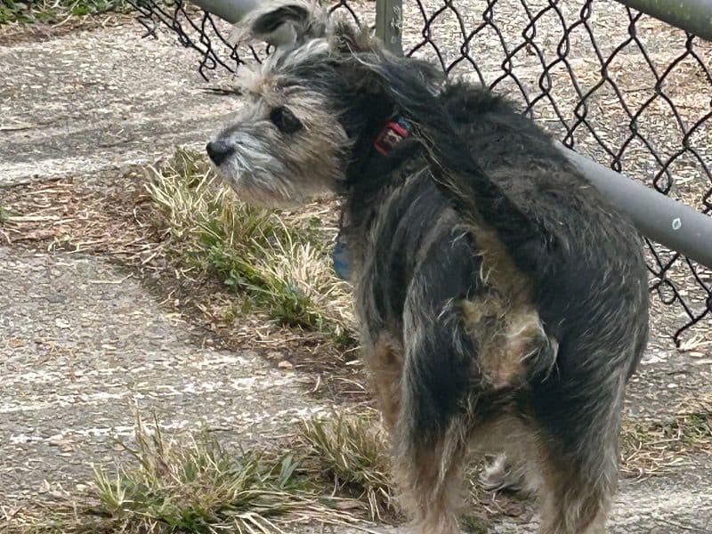 Border Terrier 7 years old female medium named Gigi for sale in East Baton Rouge Parish, Louisiana | Petmeetly