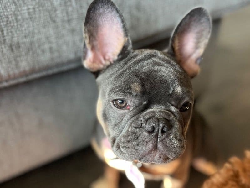 Cookie primary photo